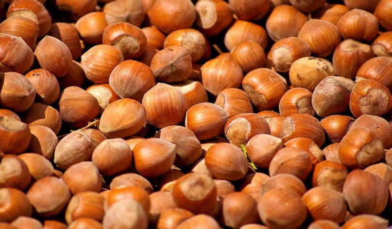 Nocciole: incontro tecnico in Cia Alessandria